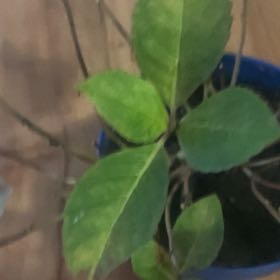 Photo of the plant species Buzzy Lizzy by Cyndy named Winston on Greg, the plant care app
