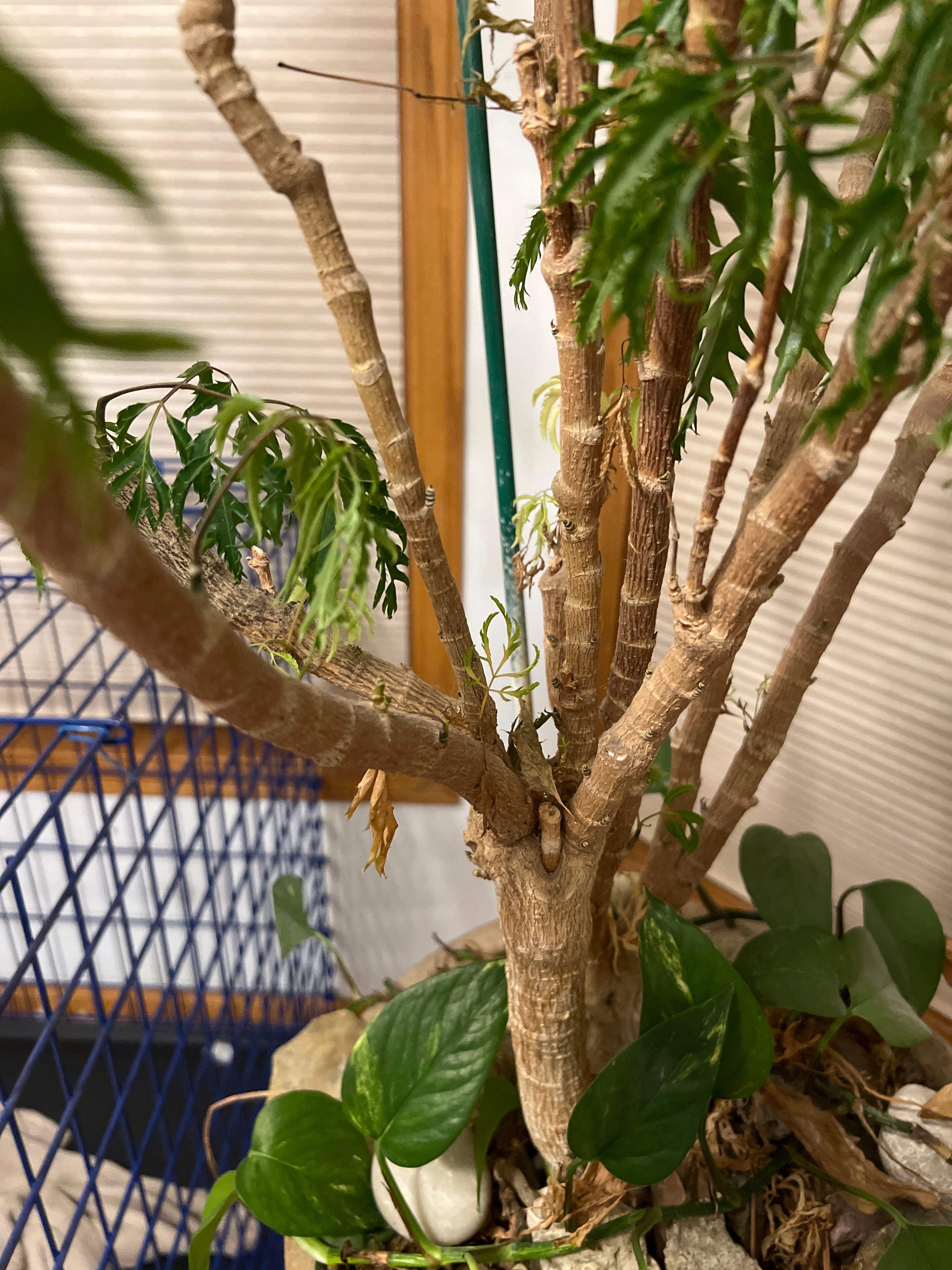 How to Propagate Your Ming Aralia