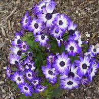 Photo of the plant species Cineraria by @AdeptBrandegea named Baesil on Greg, the plant care app