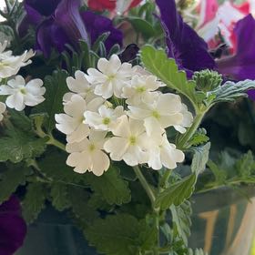Photo of the plant species lemon verbena by @WonderfulRye named Snow on Greg, the plant care app