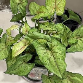 Photo of the plant species Syngonium 'Exotic Allusion' by @FoxyCrotonnorma named Bruce Lee on Greg, the plant care app