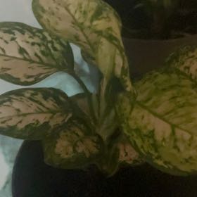 Photo of the plant species Aglaonema Eileen by @BuffRubberfig named Eileen on Greg, the plant care app