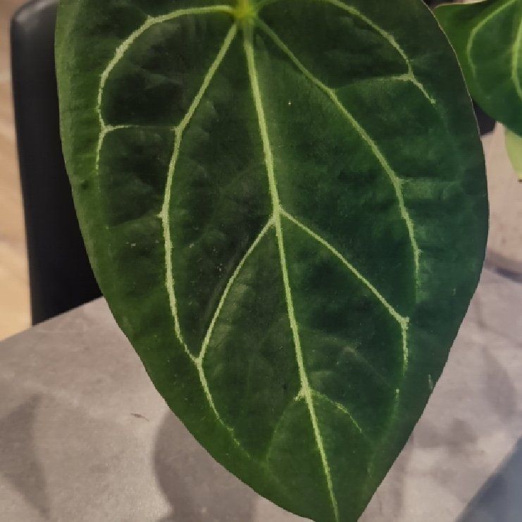 Photo of the plant species Anthurium forgetii x crystallinum by @HardyLancefern named Kardashian on Greg, the plant care app