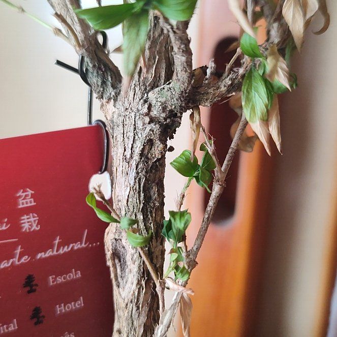 Photo of the plant species Kyoto Serissa by @ShrewdRhubarb named Aria on Greg, the plant care app