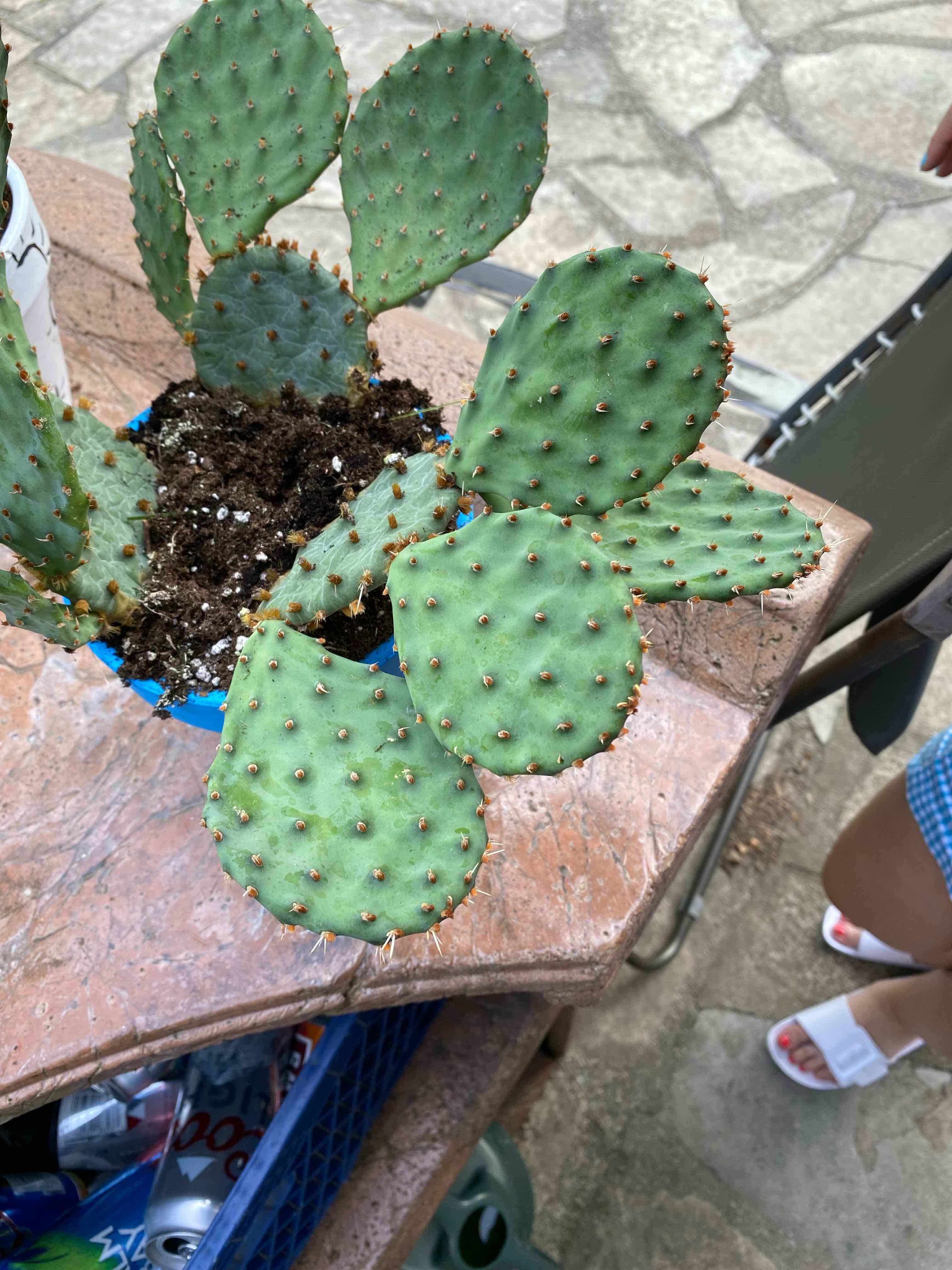 Bakersfield Beavertail Cactus in a pot with visible soil, well-framed and in focus.