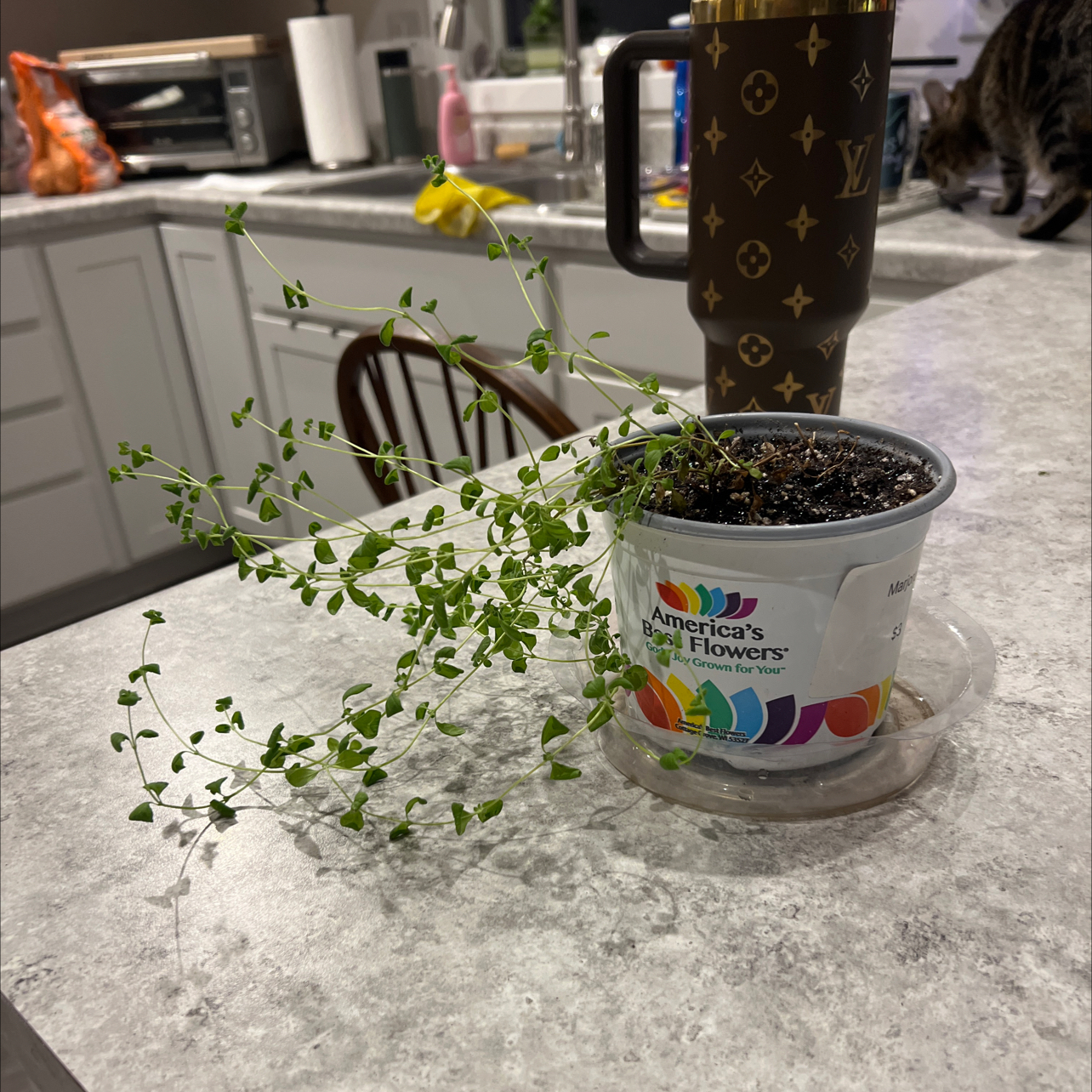 Photo of the plant species Marjoram by @ADorr09 named Naomi on Greg, the plant care app