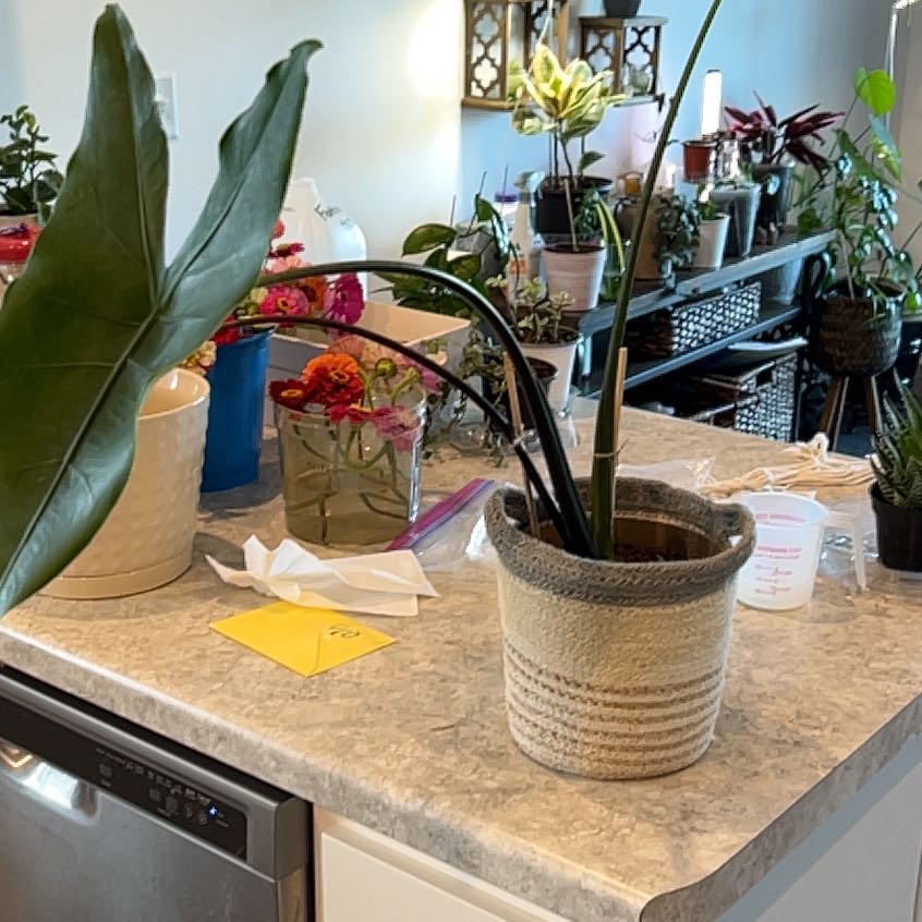 Photo of the plant species Alocasia 'Mythic Blackout' by @ADorr09 named Oscar on Greg, the plant care app
