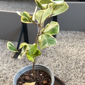 Photo of the plant species Ficus Triangularis by @ADorr09 named Figyonce on Greg, the plant care app