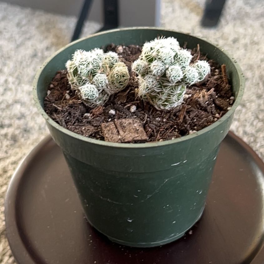 Photo of the plant species Thimble Cactus by @ADorr09 named Gomez on Greg, the plant care app