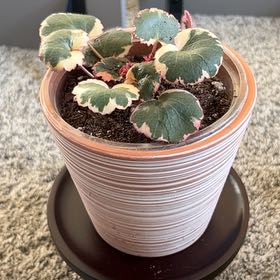 Photo of the plant species Pink Alumroot by @ADorr09 named Beyonce on Greg, the plant care app