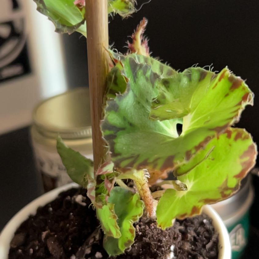 Iron Cross Begonia plant with green leaves and dark brown markings, potted with visible soil.