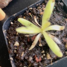 Photo of the plant species Aphrodite Butterwort by @Tbhnahhh named Xena on Greg, the plant care app