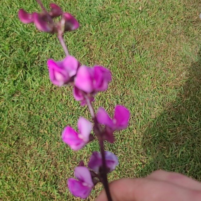 Photo of the plant species Hyacinth Bean by @LadylikeCarrot named Diana on Greg, the plant care app