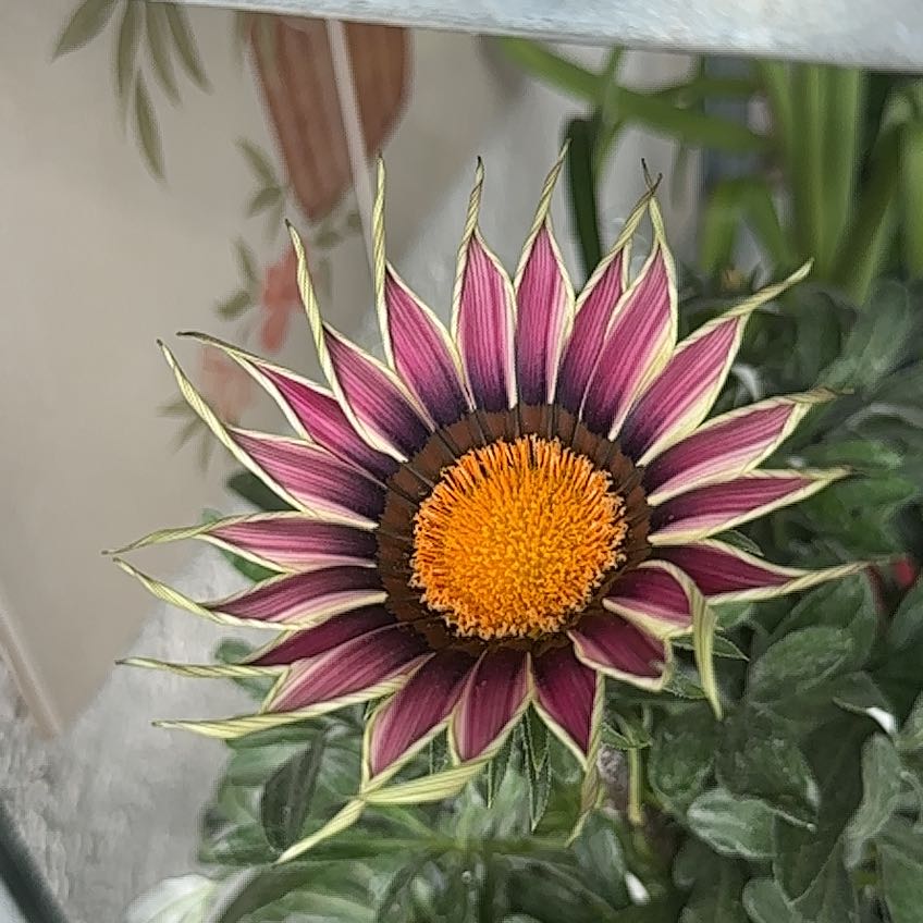 Photo of the plant species Treasure Flower by @SlickRedash named Sage on Greg, the plant care app