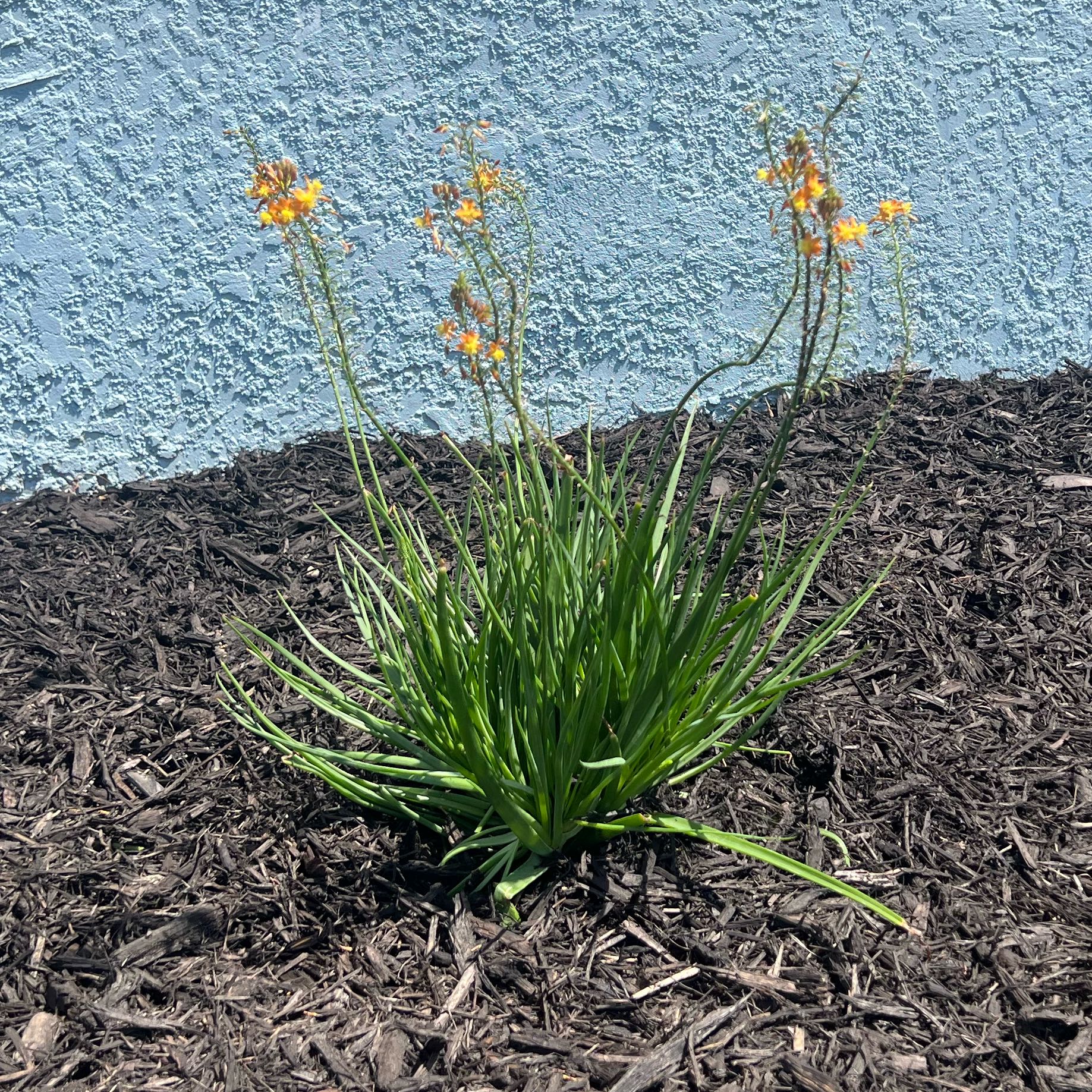 Orange Bulbine plant with green leaves and small orange flowers, set against mulch and a textured wall.