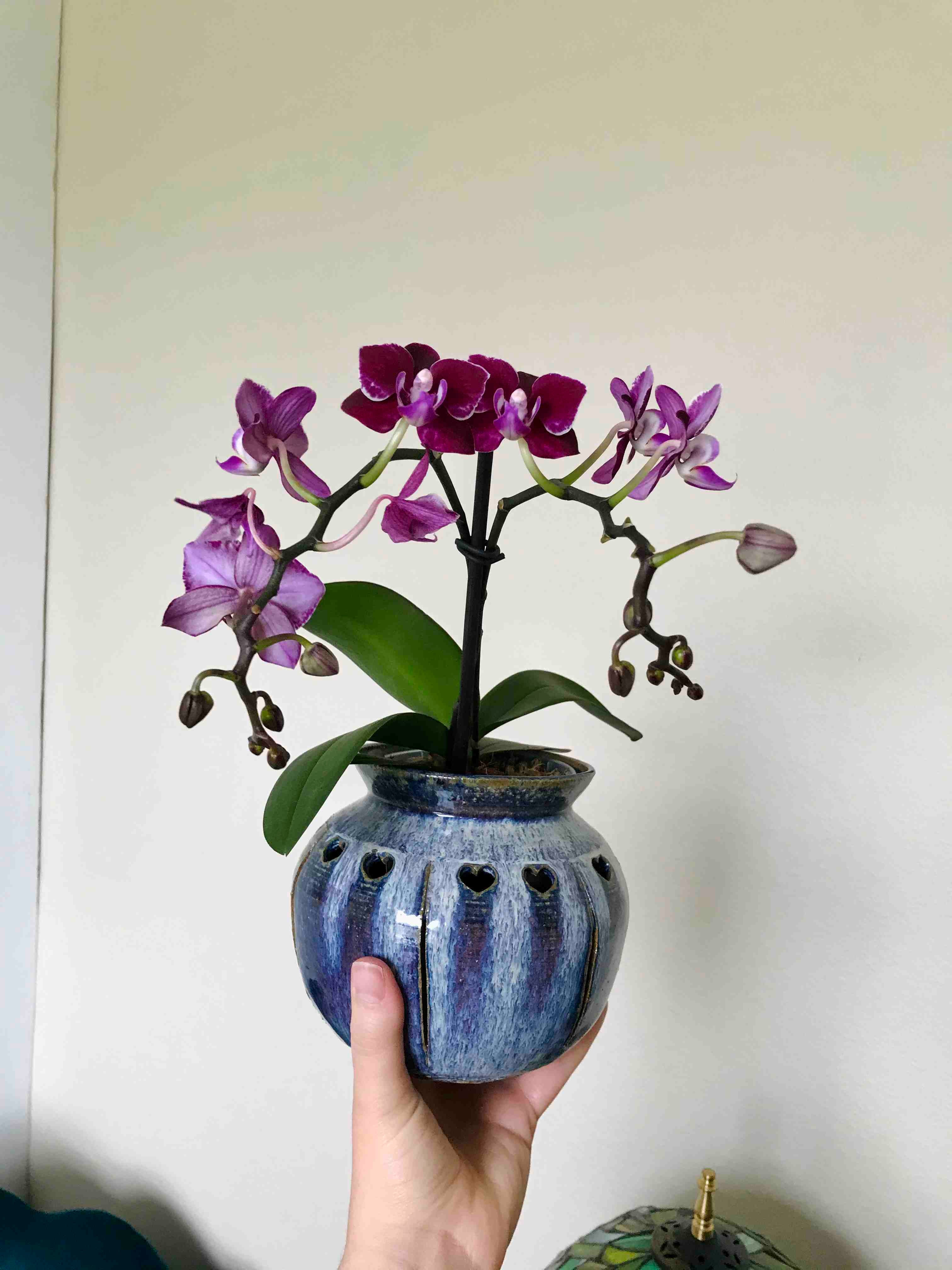 How Much Humidity Does My Mini Phalaenopsis Orchid Need?
