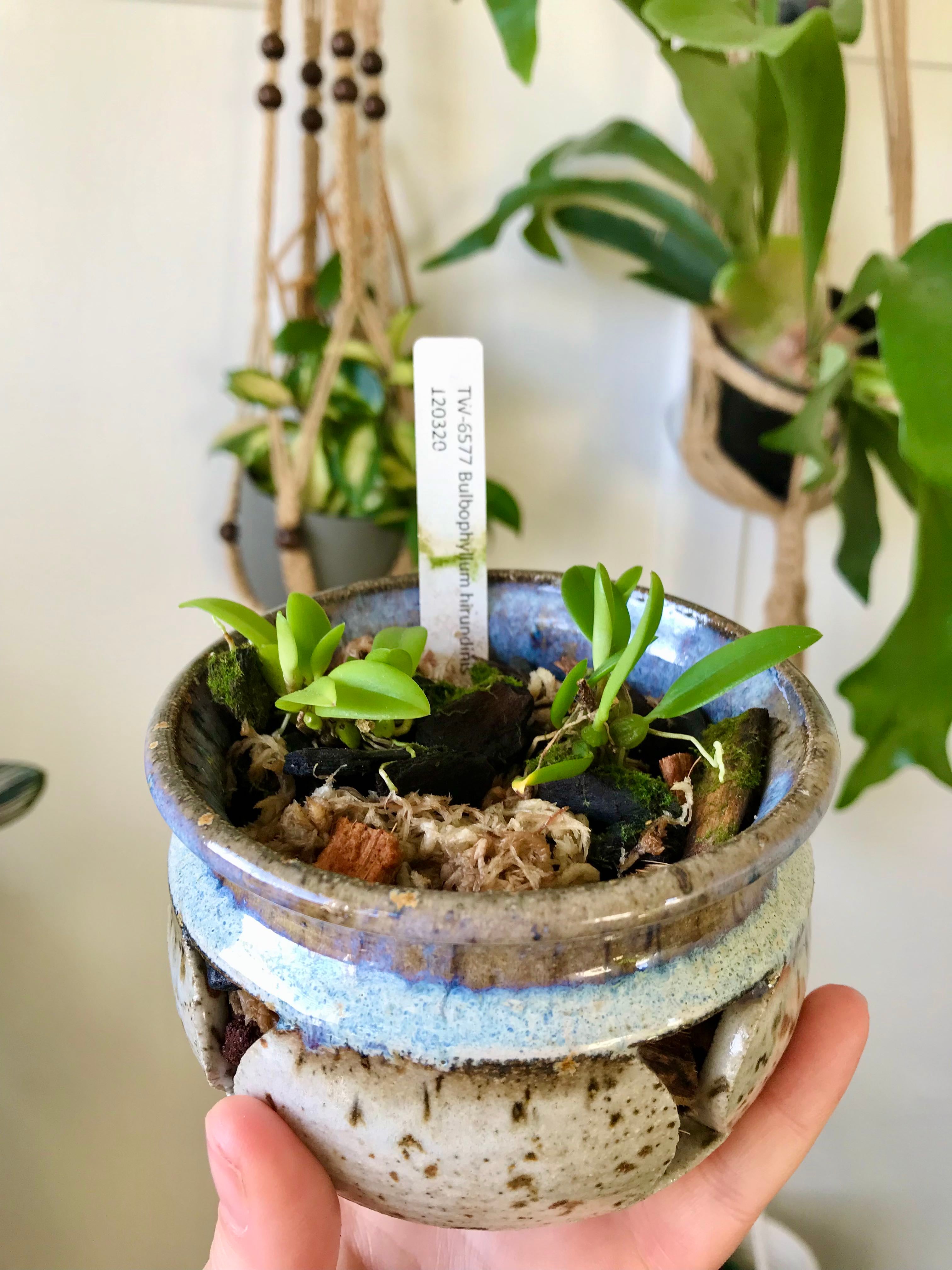 Ciliate Bird's Head Orchid How Much Water & Light Does it Need to Thrive?