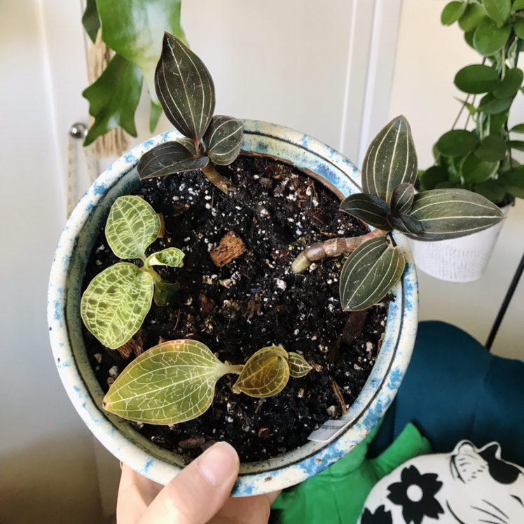 Jewel Orchid in a pot with visible soil and some yellowing leaves.