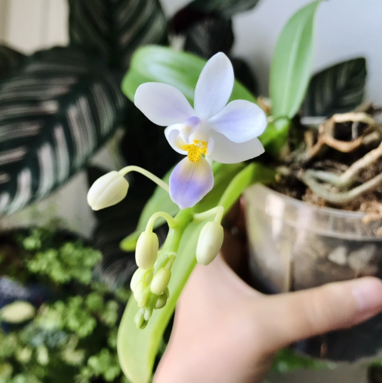 Photo of the plant species Phal equestris by @Nataleaf named Cerulean on Greg, the plant care app