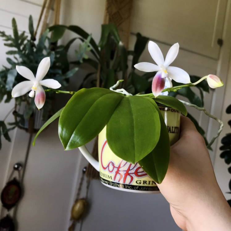 Photo of the plant species Phalaenopsis Speciosa by @Nataleaf named Confetti Cake on Greg, the plant care app