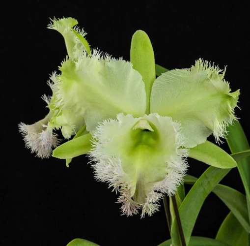 Plant care for Rhyncholaeliocattleya 'Angel Lace' on Greg, the plant care app