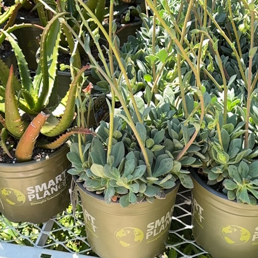 Photo of the plant species Rock Purslane by @OutgoingOrchid named Marley on Greg, the plant care app