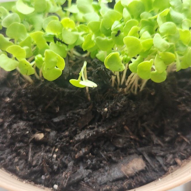 Photo of the plant species Curly (Common) Parsley by @UpandcomerDill named Fernie Mac on Greg, the plant care app