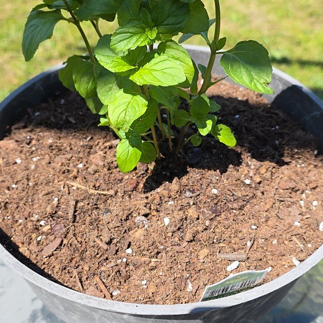 Photo of the plant species Mojito Mint by @VibrantChollipo named Marilyn on Greg, the plant care app