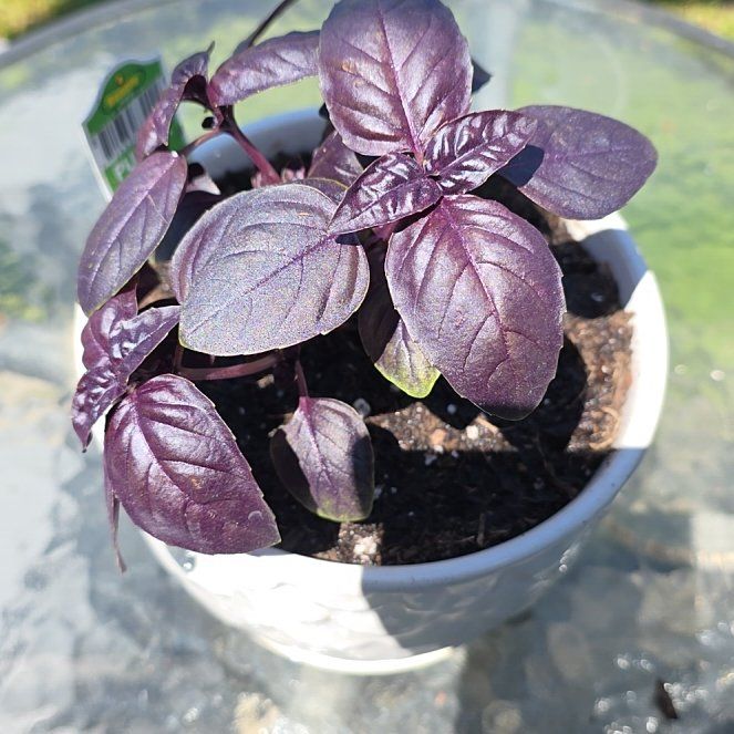 Photo of the plant species Purple Basil by @VibrantChollipo named Daphne on Greg, the plant care app