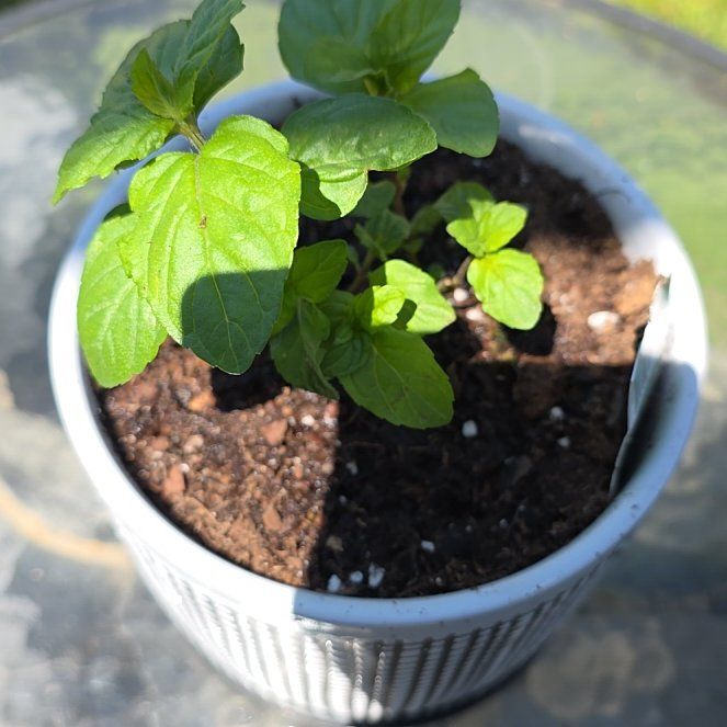 Photo of the plant species Spearmint Mentha by @VibrantChollipo named Queen on Greg, the plant care app