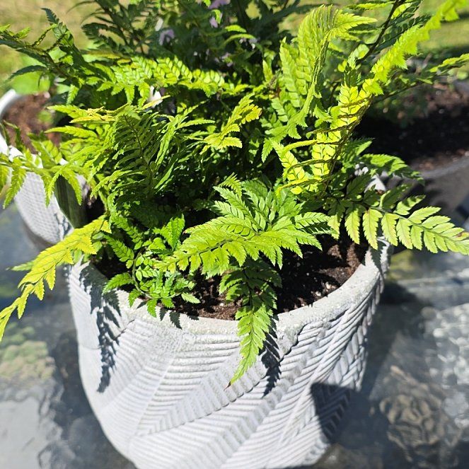 Photo of the plant species Korean Rock Fern by @VibrantChollipo named Pax on Greg, the plant care app