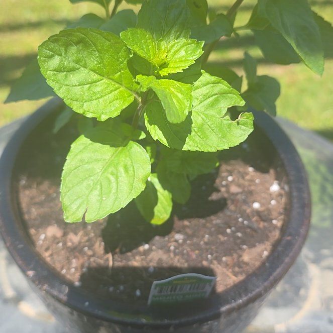 Photo of the plant species Mojito Mint by @VibrantChollipo named Peter Parker on Greg, the plant care app