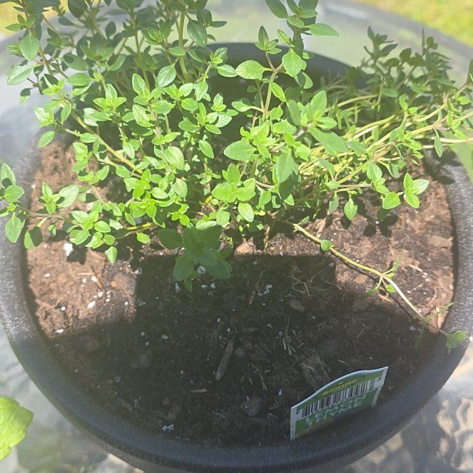 Photo of the plant species Lemon Thyme by @VibrantChollipo named Elle on Greg, the plant care app