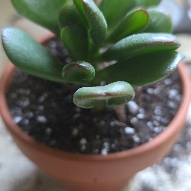 Photo of the plant species Sunset Gollum Jade by @VibrantChollipo named Taylor Swift on Greg, the plant care app