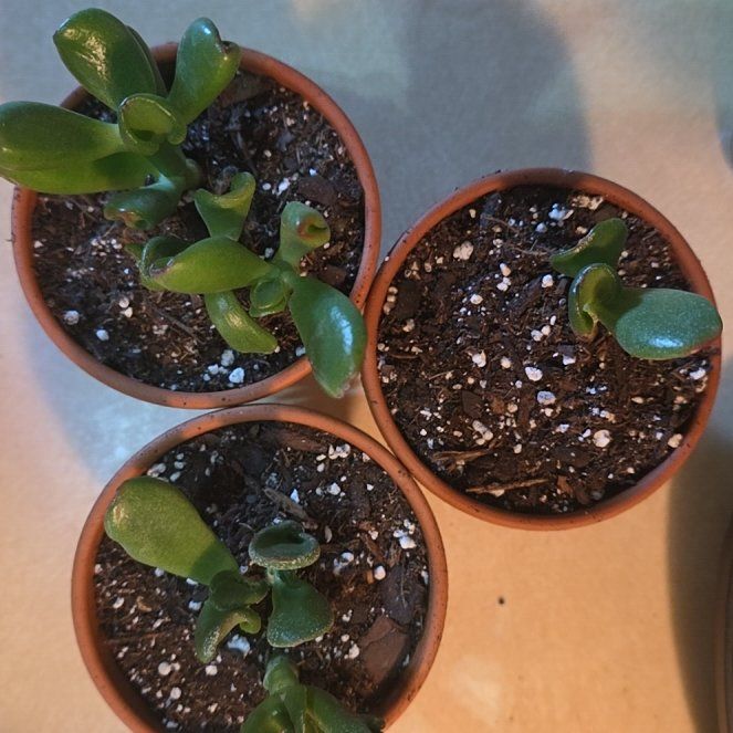 Photo of the plant species ET's Fingers Jade by @VibrantChollipo named Gaga on Greg, the plant care app