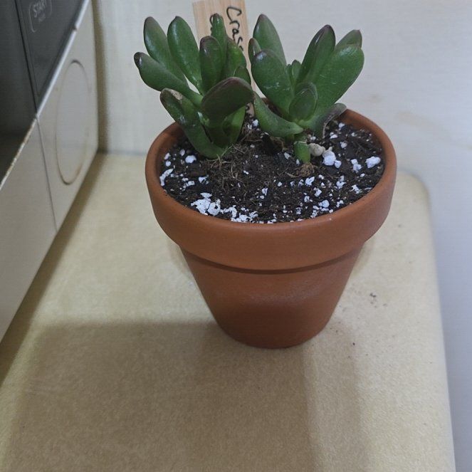 Photo of the plant species Sunset Gollum Jade by @VibrantChollipo named Spike Leaves on Greg, the plant care app