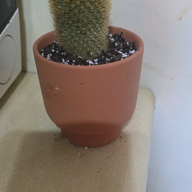 Photo of the plant species Spiny Pincushion Cactus by @VibrantChollipo named Beckham on Greg, the plant care app