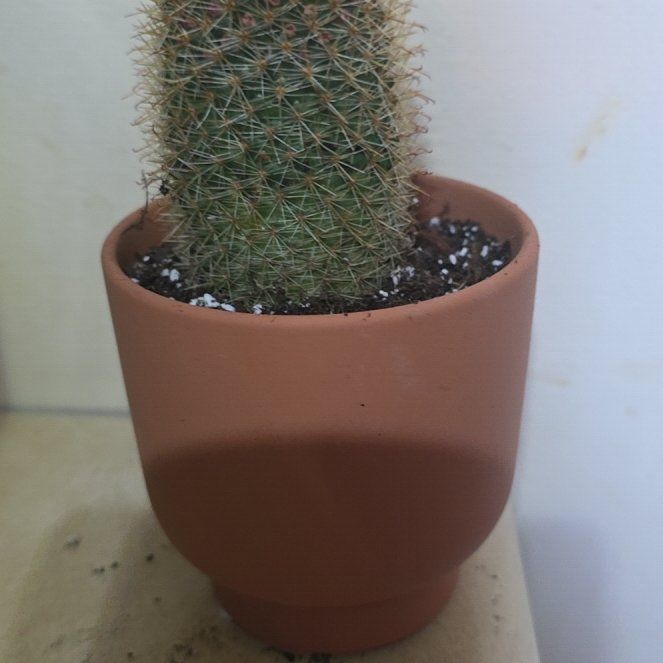 Photo of the plant species Spiny Pincushion Cactus by @VibrantChollipo named Leaf Erickson on Greg, the plant care app