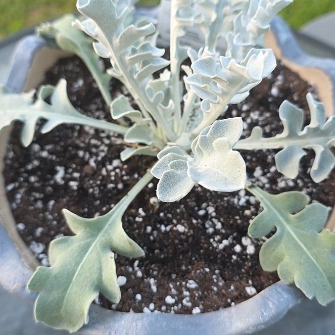 Photo of the plant species Centaurea by @VibrantChollipo named Rosa on Greg, the plant care app