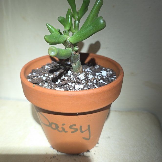 Photo of the plant species Hobbit Jade by @VibrantChollipo named Miley on Greg, the plant care app