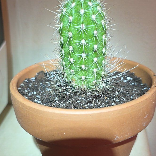 Photo of the plant species Thrixanthocereus cullmanianus by @VibrantChollipo named Surya on Greg, the plant care app