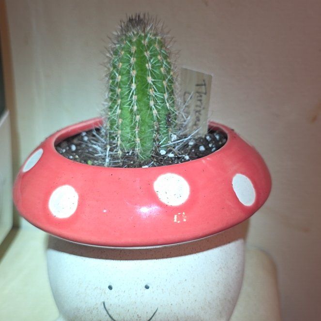 Photo of the plant species Thrixanthocereus cullmanianus by @VibrantChollipo named Beyonce on Greg, the plant care app