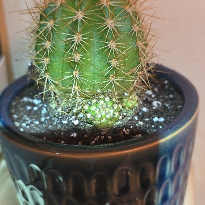 Photo of the plant species Trichocereus grandiflorus Hybrid by @VibrantChollipo named Planty on Greg, the plant care app