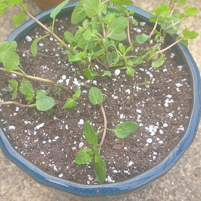 Photo of the plant species Peppermint by @VibrantChollipo named Stella on Greg, the plant care app