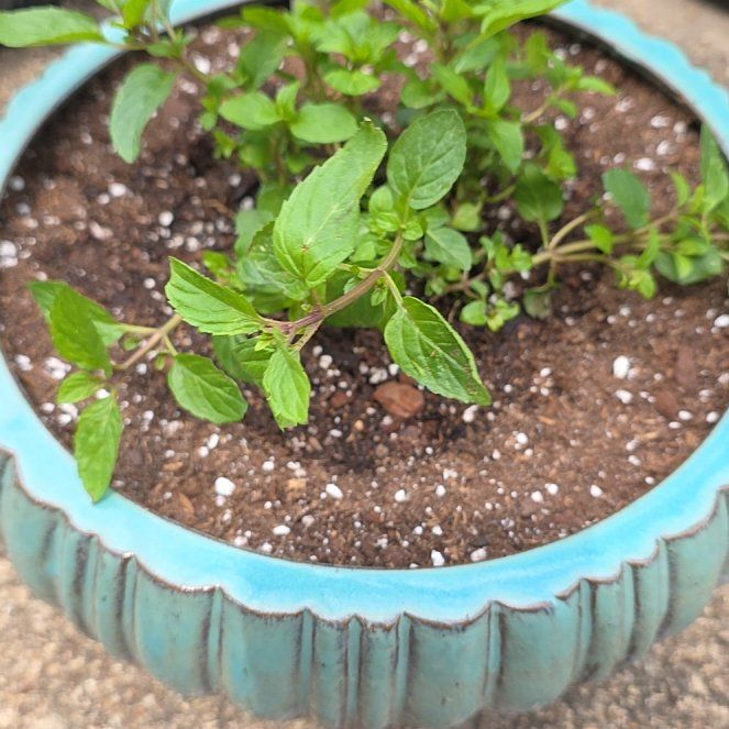 Photo of the plant species Peppermint by @VibrantChollipo named Tolkien on Greg, the plant care app