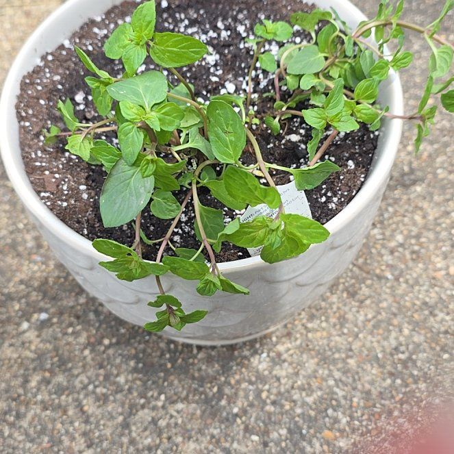 Photo of the plant species Peppermint by @VibrantChollipo named Gates on Greg, the plant care app