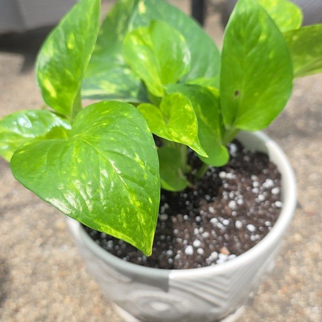 Photo of the plant species Neon Queen Pothos by @VibrantChollipo named ChloroPhil on Greg, the plant care app