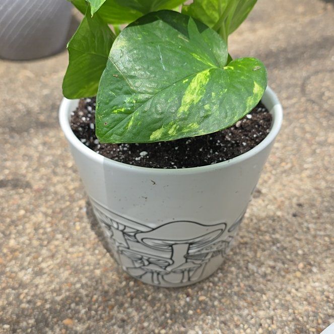 Photo of the plant species Neon Queen Pothos by @VibrantChollipo named Keanu Leaves on Greg, the plant care app