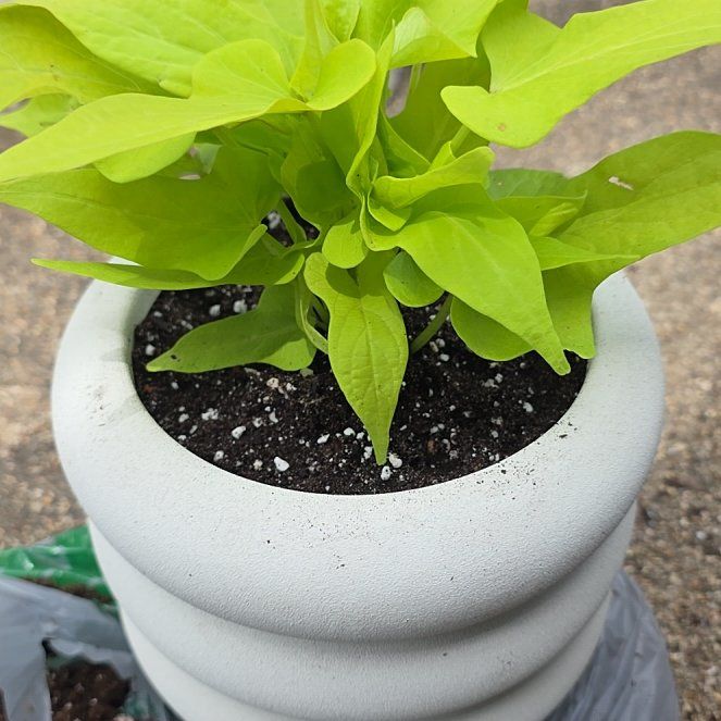 Photo of the plant species Ipomoea by @VibrantChollipo named Michelle Branch on Greg, the plant care app