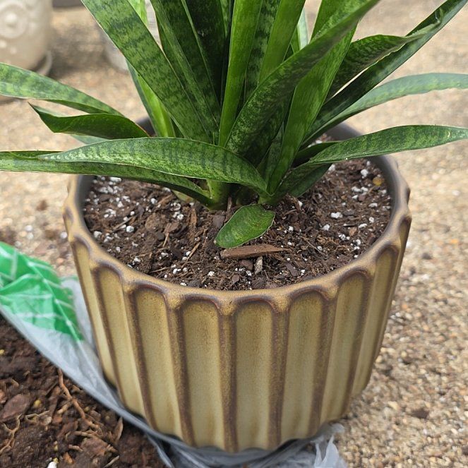 Photo of the plant species Sansevieria 'Fernwood Mikado' by @VibrantChollipo named Demi on Greg, the plant care app